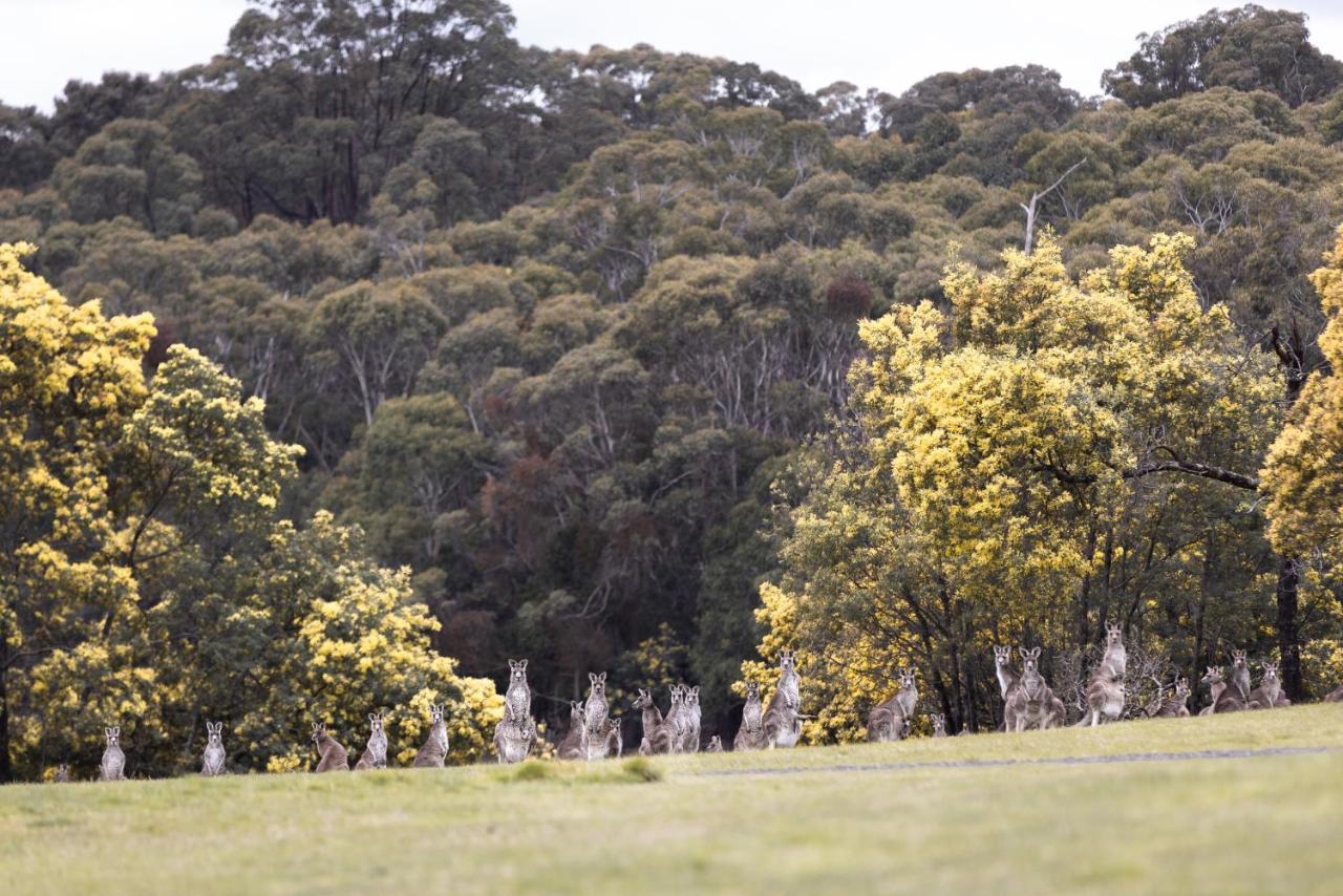 Hanging Rock Views Вуденд Экстерьер фото
